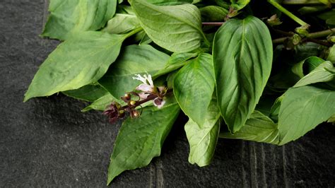 What Is Thai Basil And What Does It Taste Like?