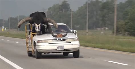 Car with giant bull named Howdy Doody riding shotgun pulled over in Nebraska