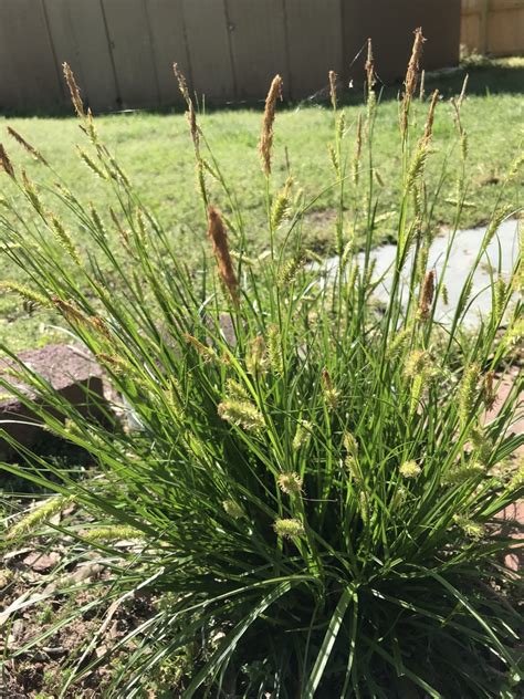 Carex cherokeensis (Cherokee Sedge, Sedges) | North Carolina Extension Gardener Plant Toolbox