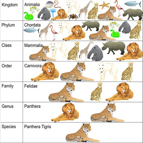 the different types of animals that are in each species on this chart, you can see them