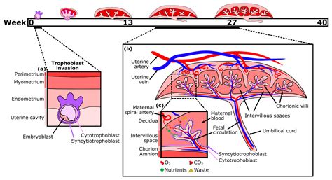 Micromachines | Free Full-Text | Modelling the Human Placental Interface In Vitro—A Review