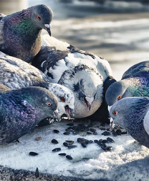 Pigeon eats seeds stock photo. Image of macro, hunger - 30565832