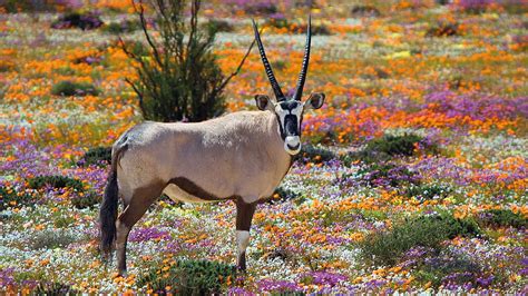 IC-Naturreise - Südafrika - Flora & Fauna im Namaqualand und am Kap - INTERCONTACT