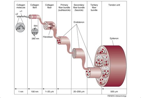 Tendon Tissue Diagram