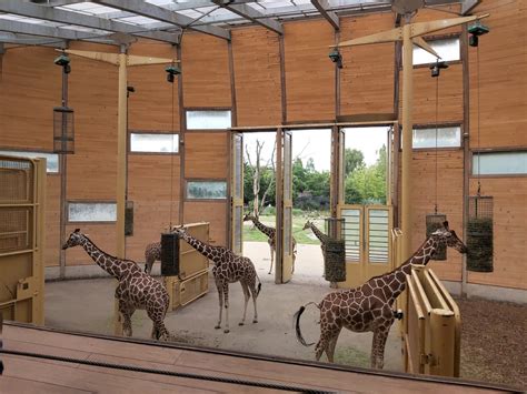 Reticulated giraffe indoor enclosure - ZooChat