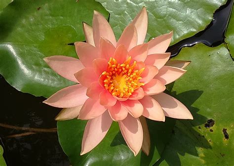 Water Lily Peach Glow Nymphaeaceae · Free photo on Pixabay