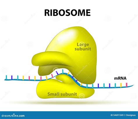 Ribosome Stock Vector - Image: 54691349