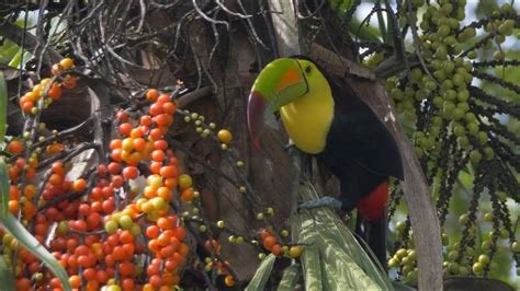 Keel-billed Toucan feeding - YouTube