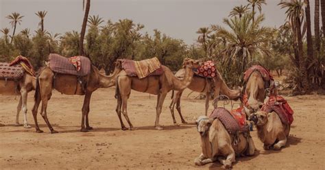 Sahara Desert Animals In Their Sandy Hot Habitat | The Interfaith ...