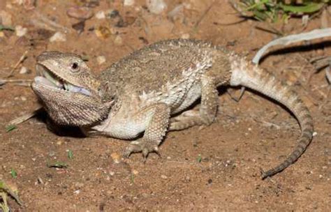 Downs bearded dragon (Pogona henrylawsoni) at the Australian Reptile Online Database | AROD.com.au