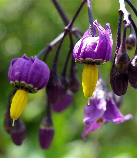 Mon nom : 'Atropa belladonna'... Deadly nightshade... | Flickr