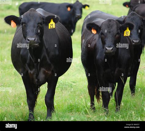 Cattle Breeds Black