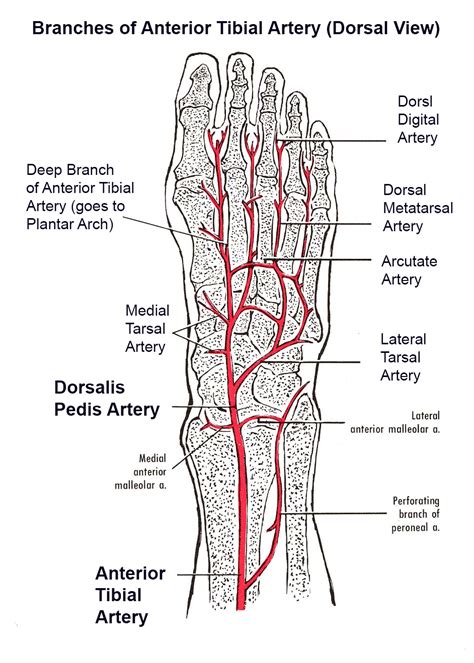 Blood Supply to the Foot - Foot & Ankle - Orthobullets