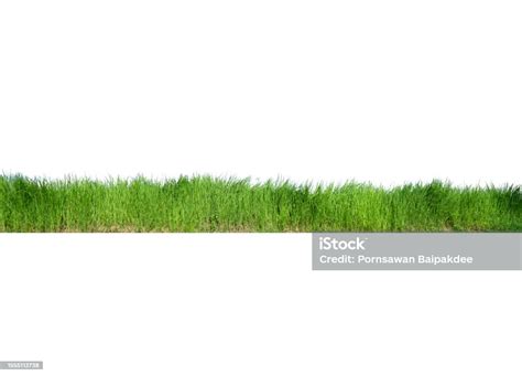 Isolated Green Grass On A White Background Green Grass Border Isolated ...