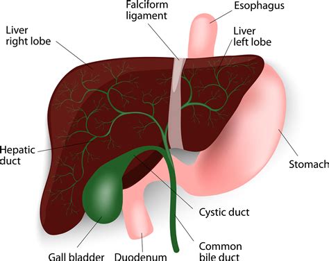 MANY DRUGS CAUSE FATTY LIVER… | Type2 Diabetic