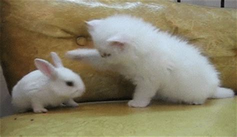 ஜ۩۞۩ஜ Azulestrellla ஜ۩۞۩ஜ: Gif Imágenes con movimiento de gatos