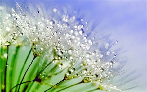 HD wallpaper: White Flowers With Water Droplets in Macro Shot ...