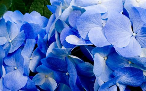 🔥 [40+] Blue Hydrangea Wallpapers | WallpaperSafari