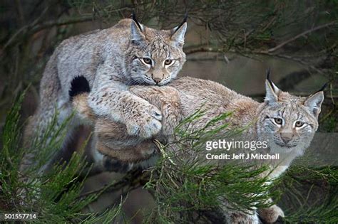 363 Lynx Cub Stock Photos, High-Res Pictures, and Images - Getty Images