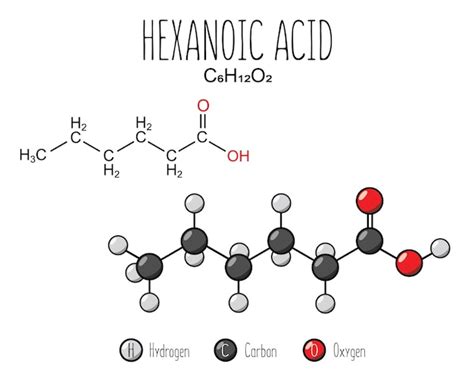 Premium Vector | Hexanoic acid skeletal structure and flat model ...