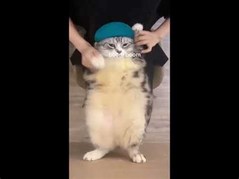 chipi chipi chapa chapa #meme #cats #dancing - YouTube