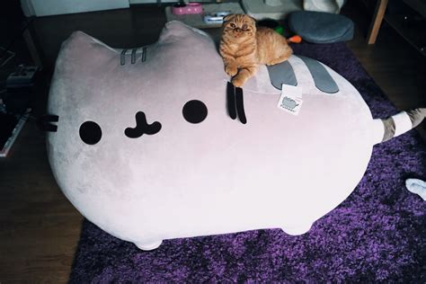 Invested in the giant jumbo pusheen (cat for size reference) thought you guys would appreciate ...