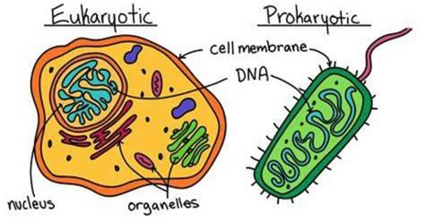 Prokaryotic V/S Eukaryotic Cells [1 min read]