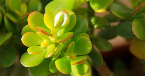 Flower Power!!: Crassula ovata