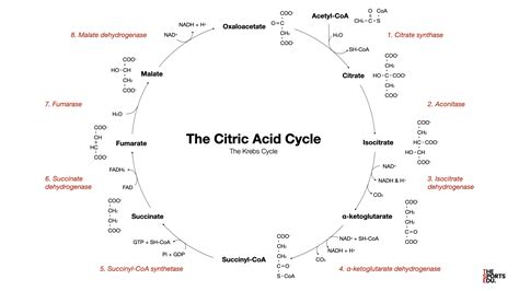 The Basics of Energy Production: The Citric Acid Cycle - The Sports Edu