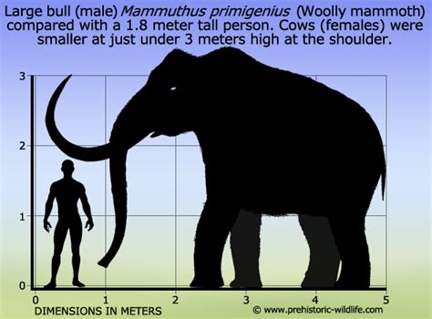 Whites used to hunt Woolly Mammoths: 10 Facts About the Wild Woolly Mammoth – History Reviewed