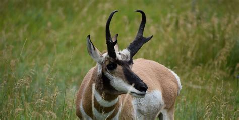 Pronghorn - Wind Cave National Park (U.S. National Park Service)