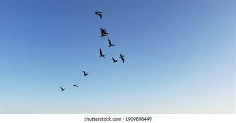 2,490 Pelican flying silhouette Images, Stock Photos & Vectors ...