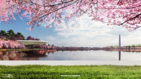 The Cherry Blossoms Are Drowning. How Can We Save Them? - Washingtonian