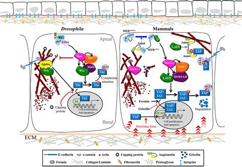 Frontiers | Hippo Signaling-Mediated Mechanotransduction in Cell Movement and Cancer Metastasis