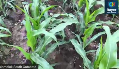 Corn farmers in Isabela, Cotabato successfully avoid 80% potential damage from FAW pest with ...