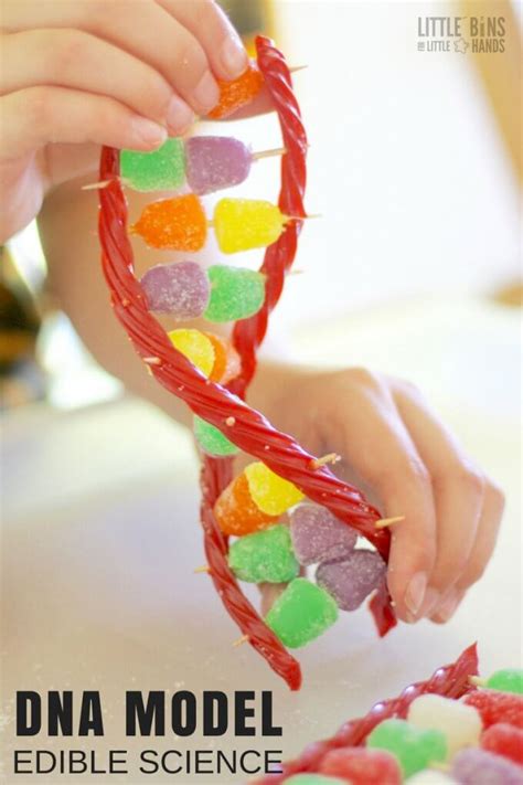 Dna Activities For Elementary Students