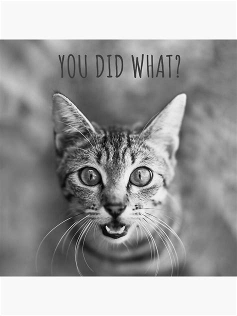 "You Did What, Cat Meme" Poster for Sale by SevillaAnimals | Redbubble