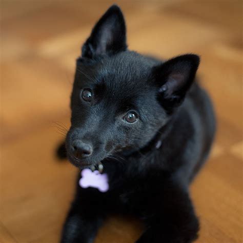 Schipperke Puppy Dog | Schipperke puppies, Unique dog breeds, Hybrid dogs