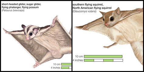 Convergent Evolution Diagram