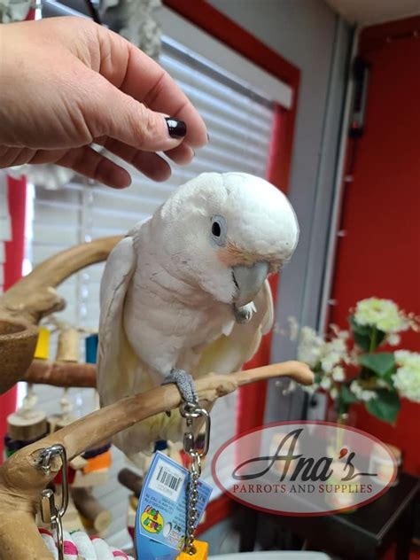 Goffin Cockatoo – Ana's Parrots & Supplies