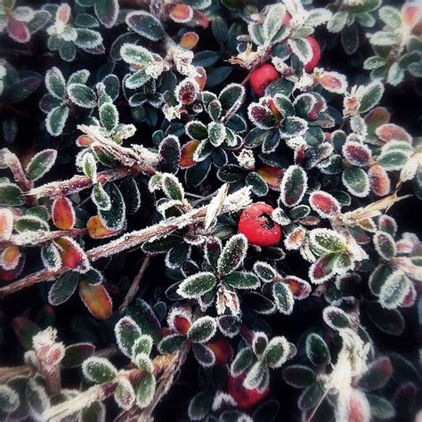 Frost & Farben! #wintergarten | Garten, Dekoration, Wintergarten