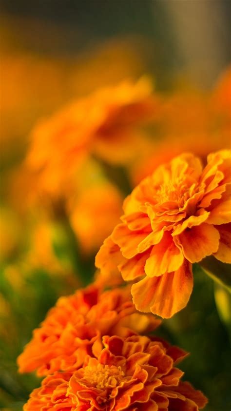 Wallpaper Orange flowers, marigolds 1920x1440 Picture, Image