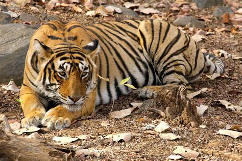 The Best Tiger Parks in India - Geringer Global Travel