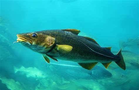 What Do Atlantic Cod Eat: Exploring The Diet Of This Marine Species