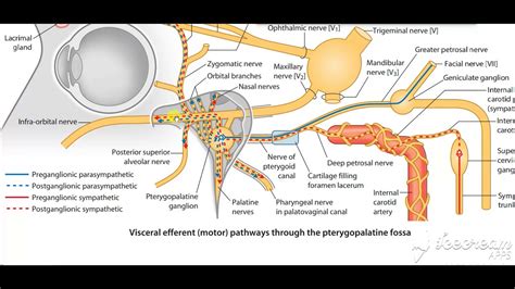 Pterygopalatine ganglion 9 - YouTube