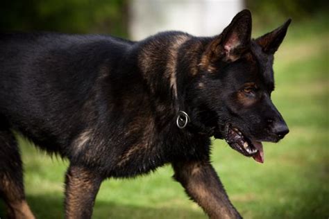 7 Things You Didn’t Know About The Black German Shepherd - Animalso