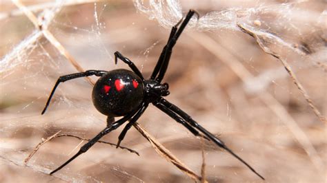 Signs of a Black Widow Infestation: Pointe Pest Control Pointe Pest Control