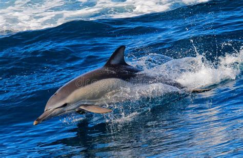 Dolphin jumping stock image. Image of bottlenose, pacific - 25917533