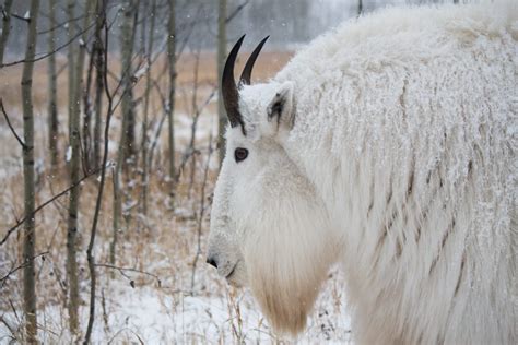 Meet the Animals From the Yukon Wildlife Preserve | Non Stop Destination