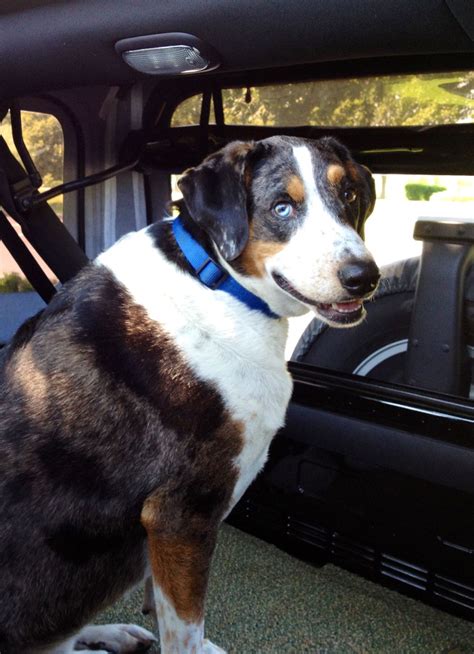 Bluetick Coonhound Australian Shepherd Mix - MXIER